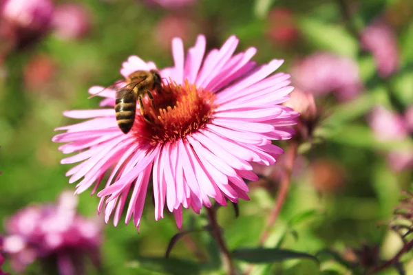 Včela na aster — Stock fotografie