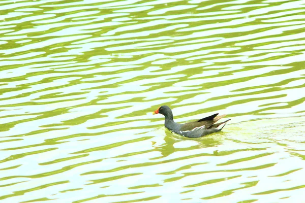 Duck of Eurasian coot on the water — Stock Photo, Image