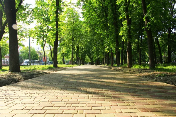 Belo parque com muitas árvores verdes — Fotografia de Stock