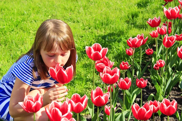 Девочка пахнет красными тюльпанами на клумбе. — стоковое фото
