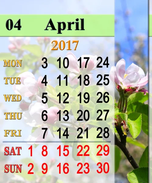 Календарь на май 2017 года с цветущей яблоней — стоковое фото