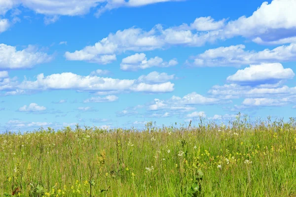 Été avec champ d'herbe et ciel bleu — Photo
