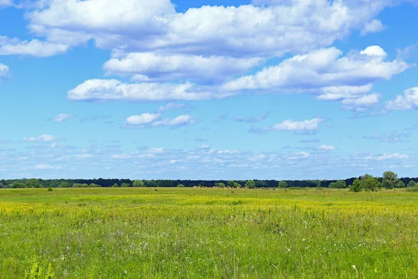 Léto s polem trávy a modré nebe — Stock fotografie