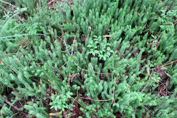 Broussailles d'Hypnum cupressiforme dans la forêt — Photo