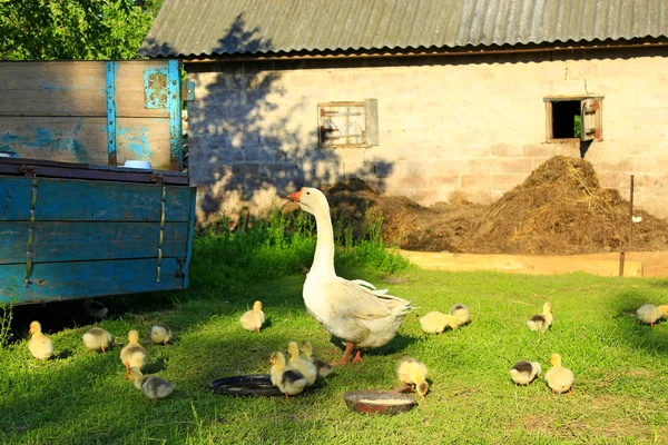 Goslings con ganso en la hierba del patio — Foto de Stock