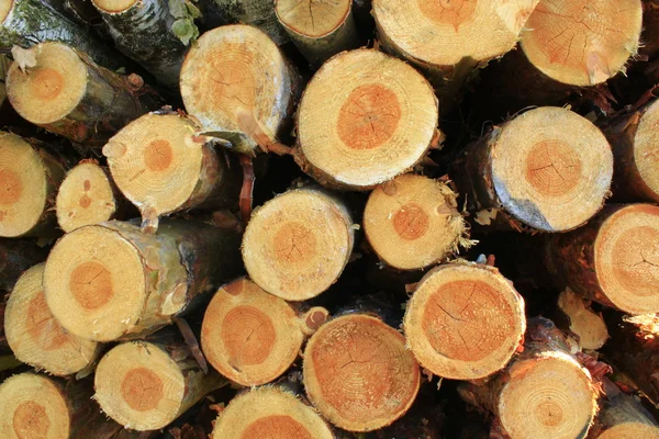 Lumber from pines and birches — Stock Photo, Image