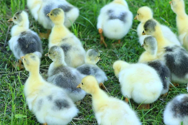 Brood of goslings on the grass — Stock Photo, Image