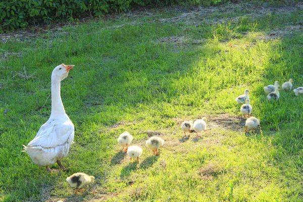 Goslings con ganso en la hierba —  Fotos de Stock