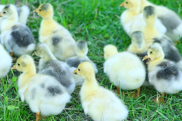 Young goslings on the grass in the village — Stock Photo, Image