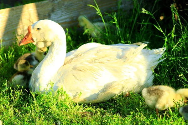 Goslings con su ganso en la hierba — Foto de Stock