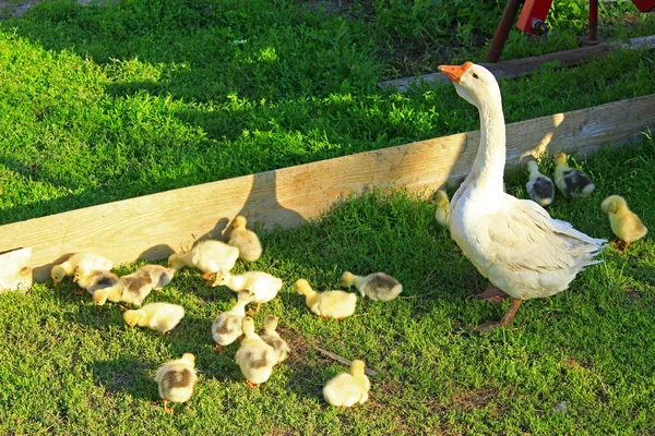 Goslings met hun gans op het gras — Stockfoto