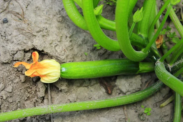 Unreife Zucchini auf dem Boden — Stockfoto