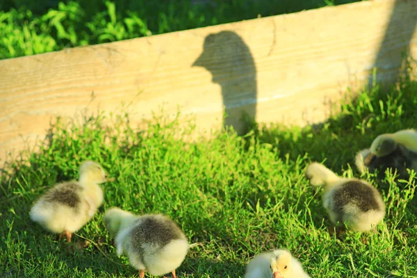 Sombra de ganso que guarda sus goslings — Foto de Stock