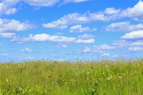 Champ d'été avec herbe et ciel bleu — Photo