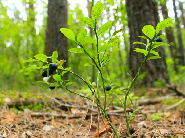 Bilberry-bush with berries in the forest — Stock Photo, Image