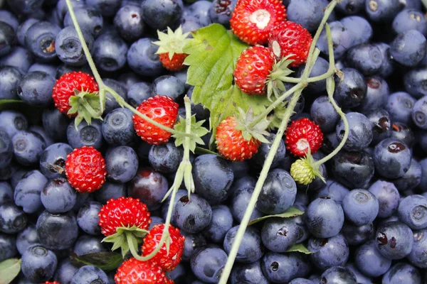 Bilberries and wild strawberries — Stock Photo, Image