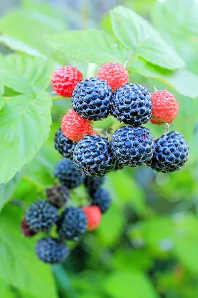 Schwarze Himbeere auf dem Strauch — Stockfoto