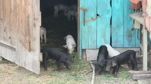 Młodych świń w stoczni — Wideo stockowe