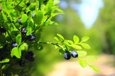bilberry ormandaki ile bush