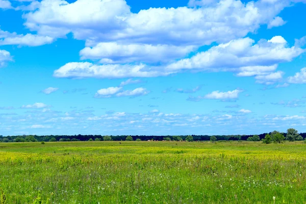 Zomer weide en blauwe lucht met witte wolken. — Stockfoto