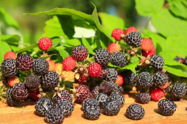 siyah ahududu meyveleri bir sürü ürün