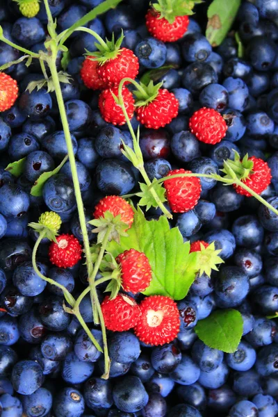 Bilberries ve Yaban çilekleri — Stok fotoğraf