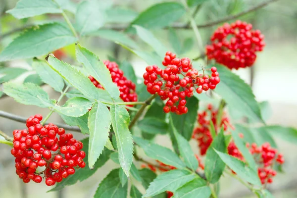 Kurt çilek Sambucus racemosa kümeleri