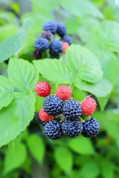 Schwarze Himbeere auf dem Strauch — Stockfoto