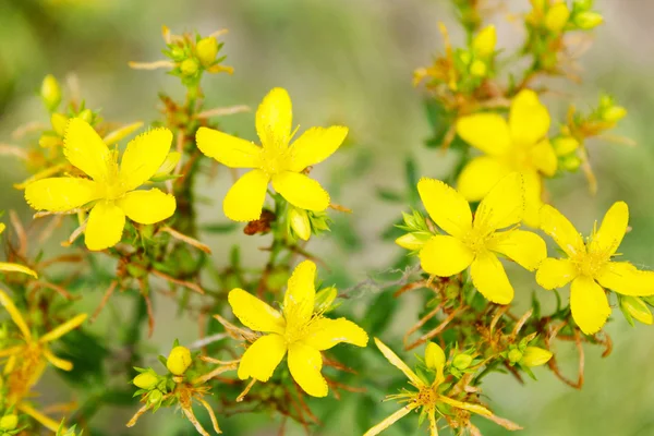 Yellow beautiful flowers of St.-John's wort — Stock Photo, Image