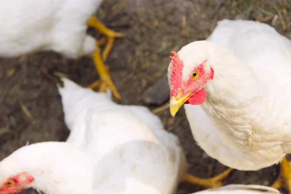 Galline nell'allevamento di pollame — Foto Stock