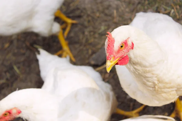 Gallinas de la granja avícola — Foto de Stock