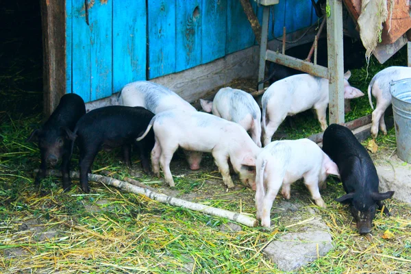 仔猪的农场 — 图库照片