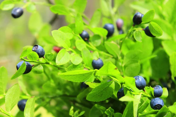 Frukterna av blåbär i skogen — Stockfoto