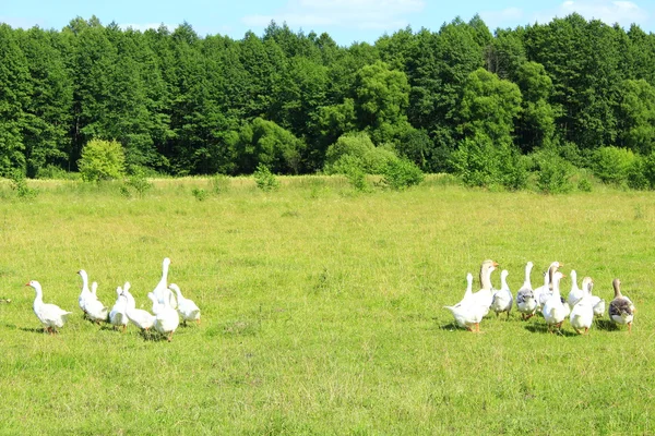 Flug der weißen Gänse auf der Wiese am Waldrand — Stockfoto