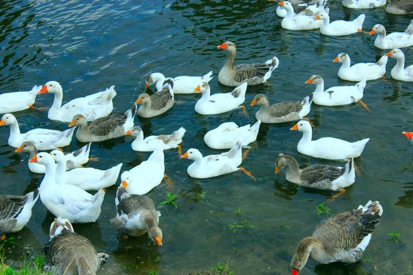 Voo de gansos brancos nadando na água — Fotografia de Stock