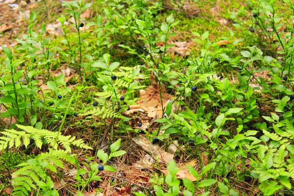 Arbusto com mirtilo na floresta — Fotografia de Stock