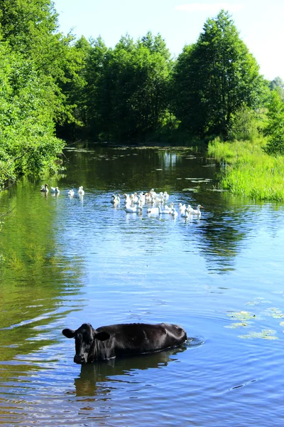 Cow washes in the river — Stock Photo, Image