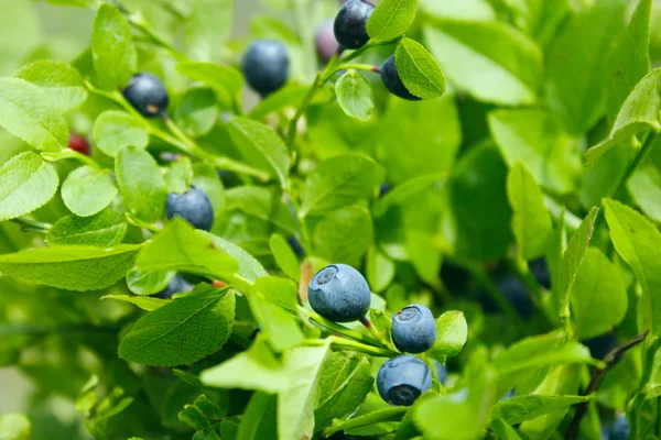 Buske med blåbär i skogen — Stockfoto