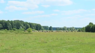       Ormanı yakınlarında bir arazide inek otlatmak