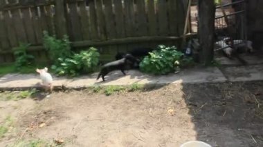 Domuz yavruları bir çiftlikte neşeli çalıştırmak