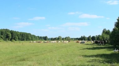 Ormanı yakınlarında bir arazide inek otlatmak