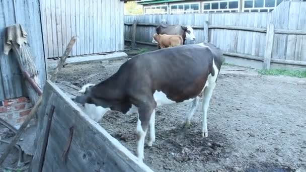 農家の庭で牛 — ストック動画