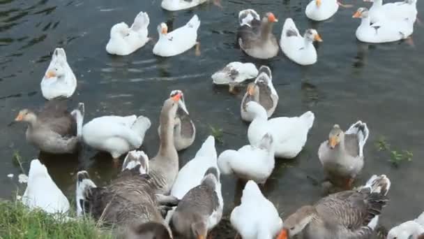 Flight of white geese swimming on the water — Stock Video