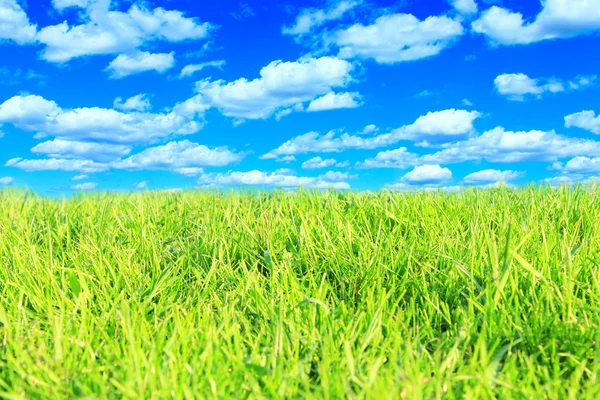 Weide met groen gras en bewolkte hemel — Stockfoto