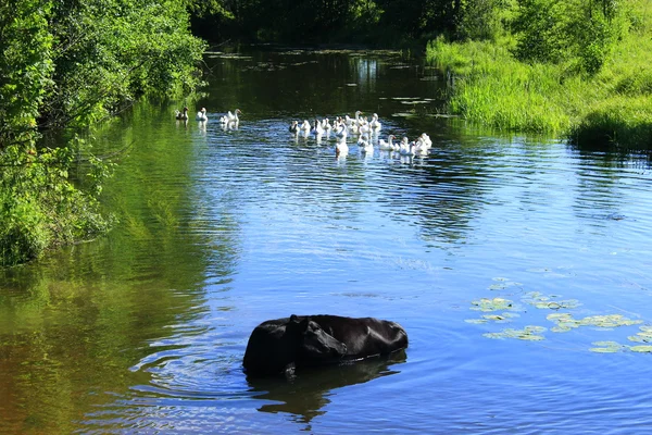 Venkovská krajina s krávou mytí v řece — Stock fotografie