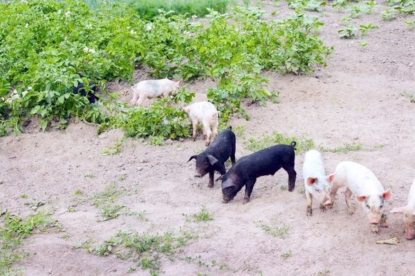 豚とポテトの庭で掘る — ストック写真