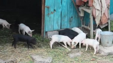 Domuzlar kazmak yemek içinde belgili tanımlık yarda