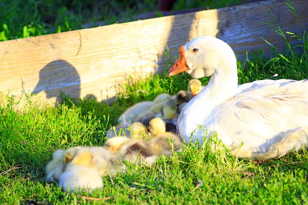 Jóvenes goslings con ganso — Foto de Stock