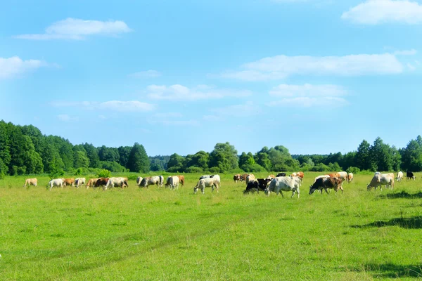 Cows graze on a pasture near the forest — Stock Photo, Image