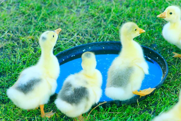 Nido di goslings bere acqua — Foto Stock